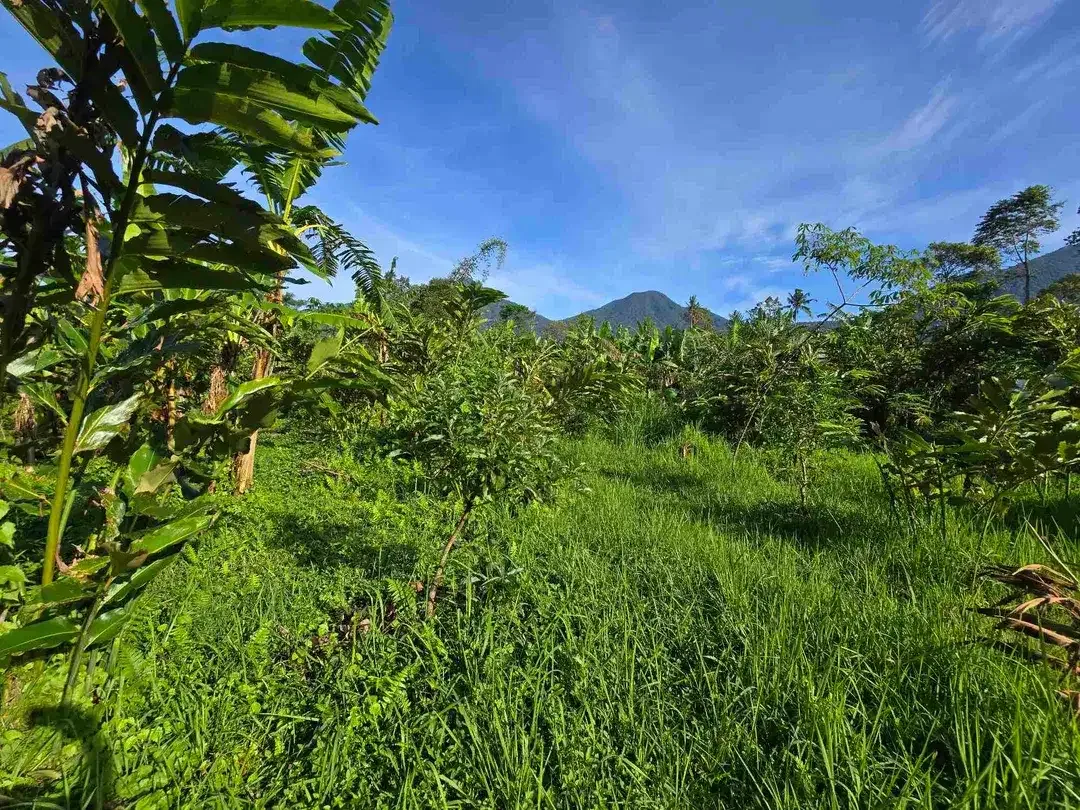 Dijual tanah murah view gunung cantik di tabanan bali - Image 6 of 10