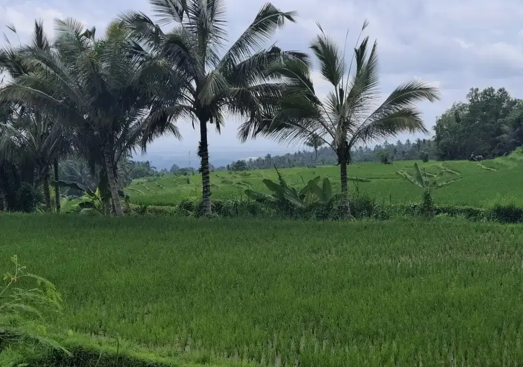 Dijual tanah los sungai besar dan view air terjun, gunung dan sawah - Image 8 of 10
