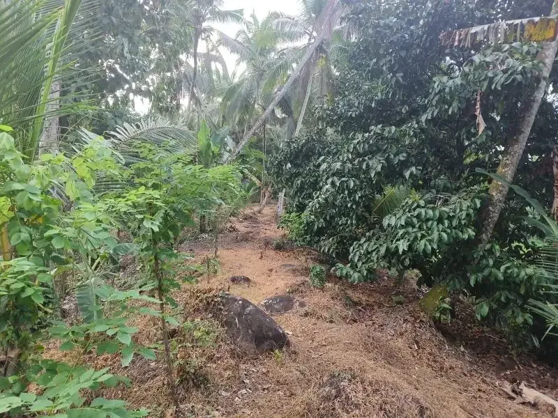 dijual tanah kebun durian dan manggis dengan air terjun di bali - Image 7 of 10