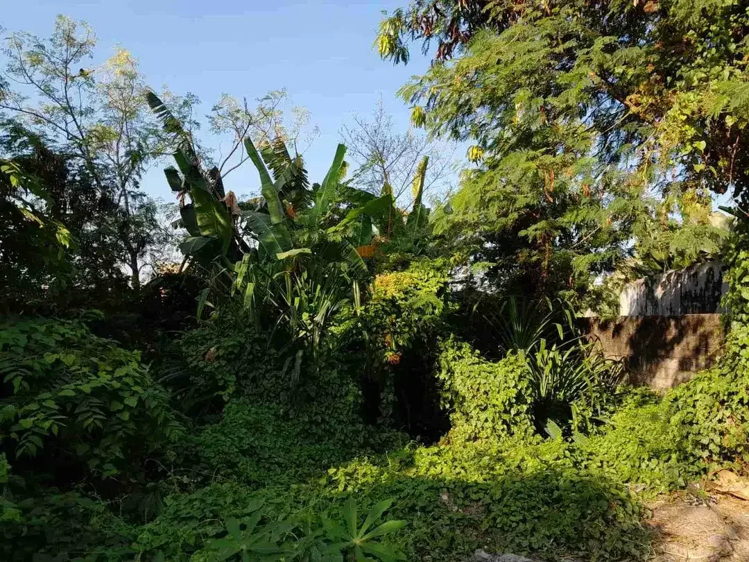 DIJUAL TANAH PADONAN DEKAT CANGGU - Image 10 of 10