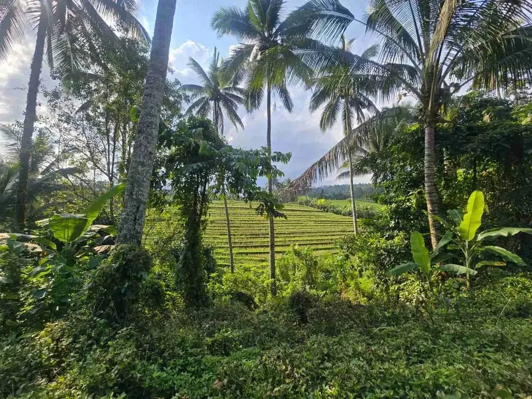 tanah kebun sangat subur dan strategis cocok untuk villa dengan view sawah terasering di area wisata selemadeg - Image 3 of 10