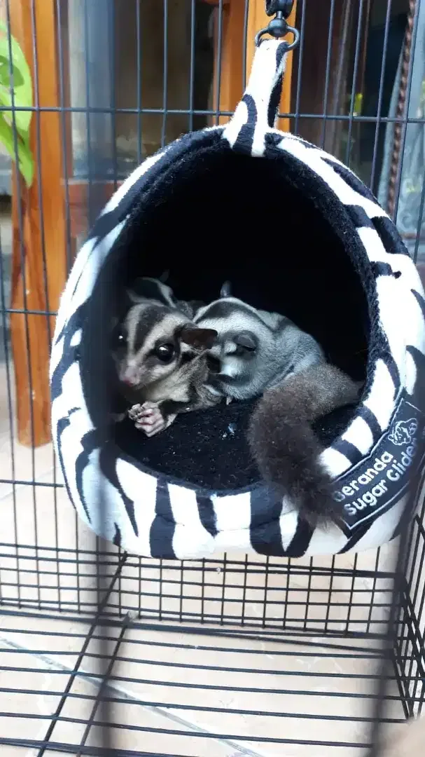 Sugar glider grey joey - Image 2 of 3