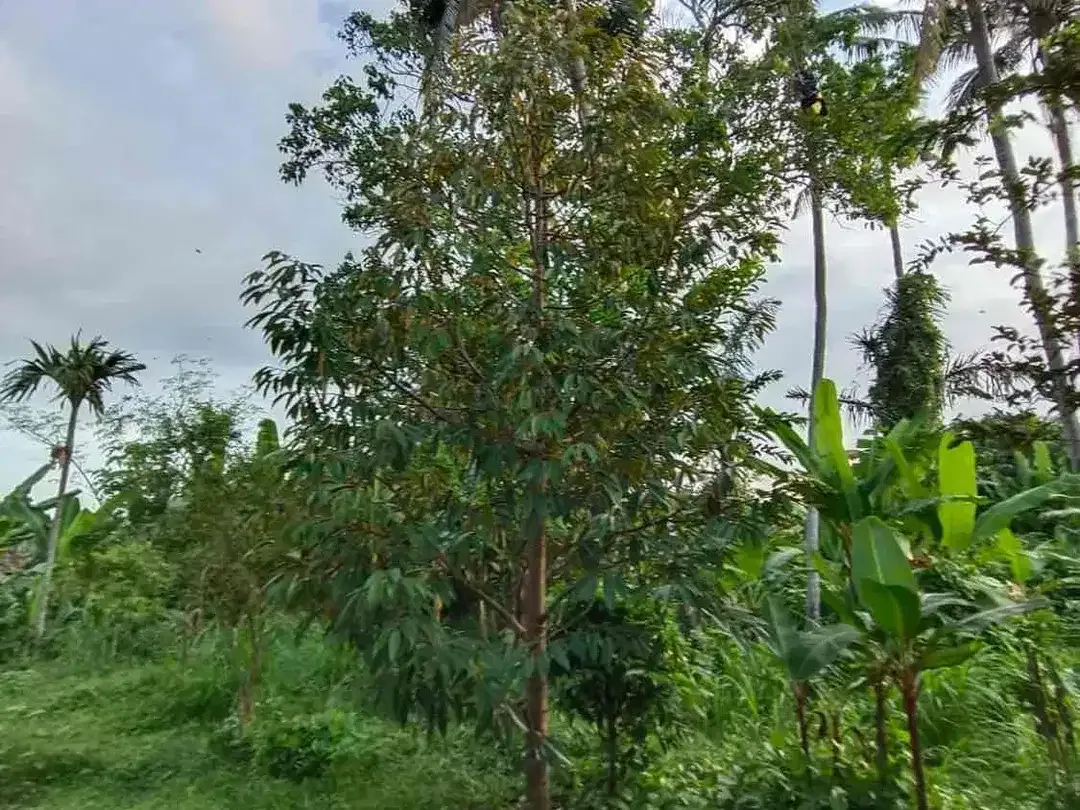 Di Jual Tanah Sukawati kontur tanah datar dekat ubud cocok untuk villa - Image 3 of 6