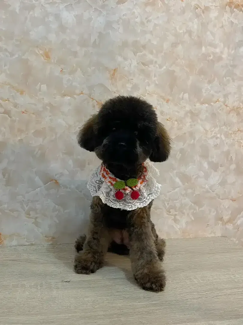Grooming anjing profesional - Image 6 of 10