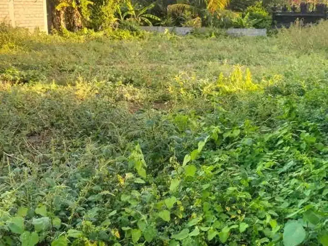 PREMIUM LAND FOR LEASE – PANDAK GEDE, KEDIRI, TABANAN, BALI - Image 6 of 10
