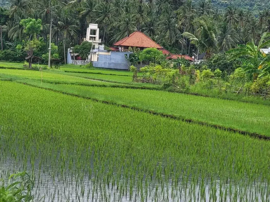 6 Bedroom Villa for sale in Lovina, Bali - Image 8 of 10