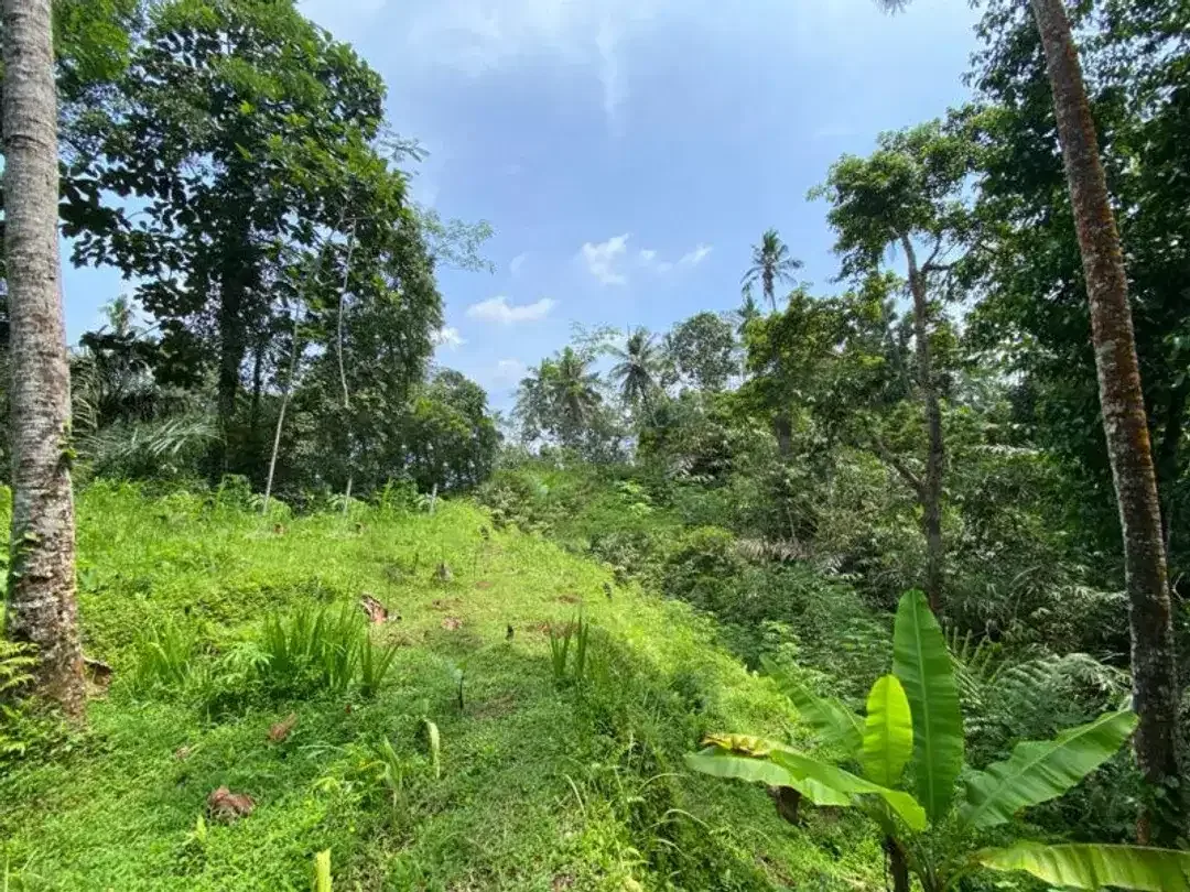 FREEHOLD LAND FOR SALE IN UBUD - Image 3 of 8