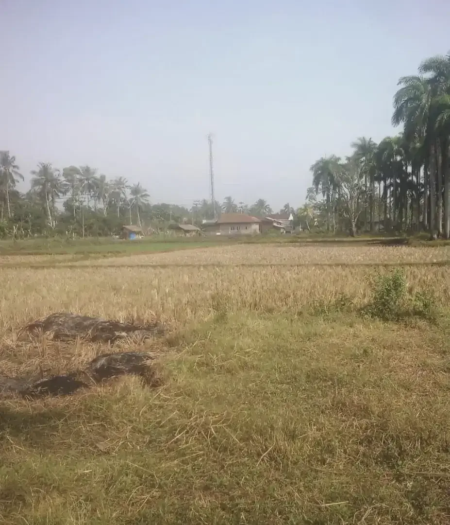 Dijual Tanah 41,666 m2 Jl Raya Panimbang Tanjung Lesung Banten - Image 2 of 6