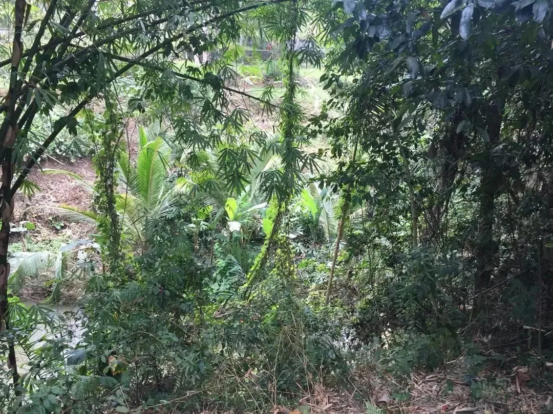 Dijual Tanah Premium View Sungai di Sayan, Ubud - Image 2 of 2