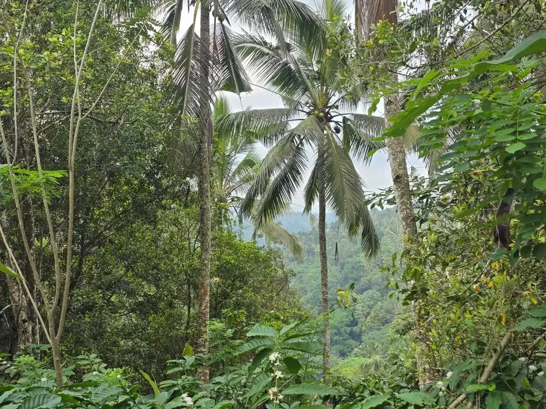 Dijual tanah dengan air terjun dan sungai cantik di bali - Image 10 of 10