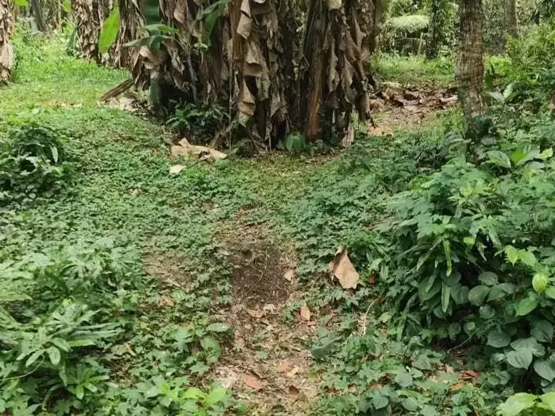 Land for sale in Kaba Kaba, Bali - Image 2 of 8