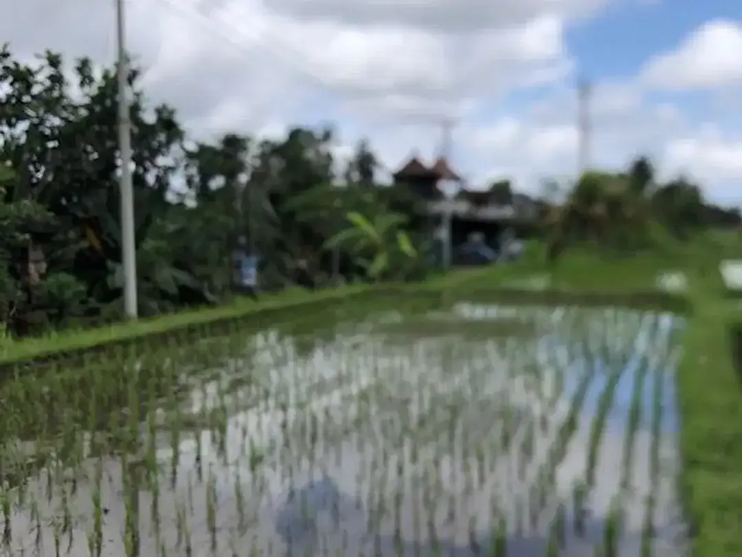 Tanah Murah Dekat Ubud View Sawah Luas 28,2 Are Cocok Villa di Pejeng, Gianyar - Image 2 of 10