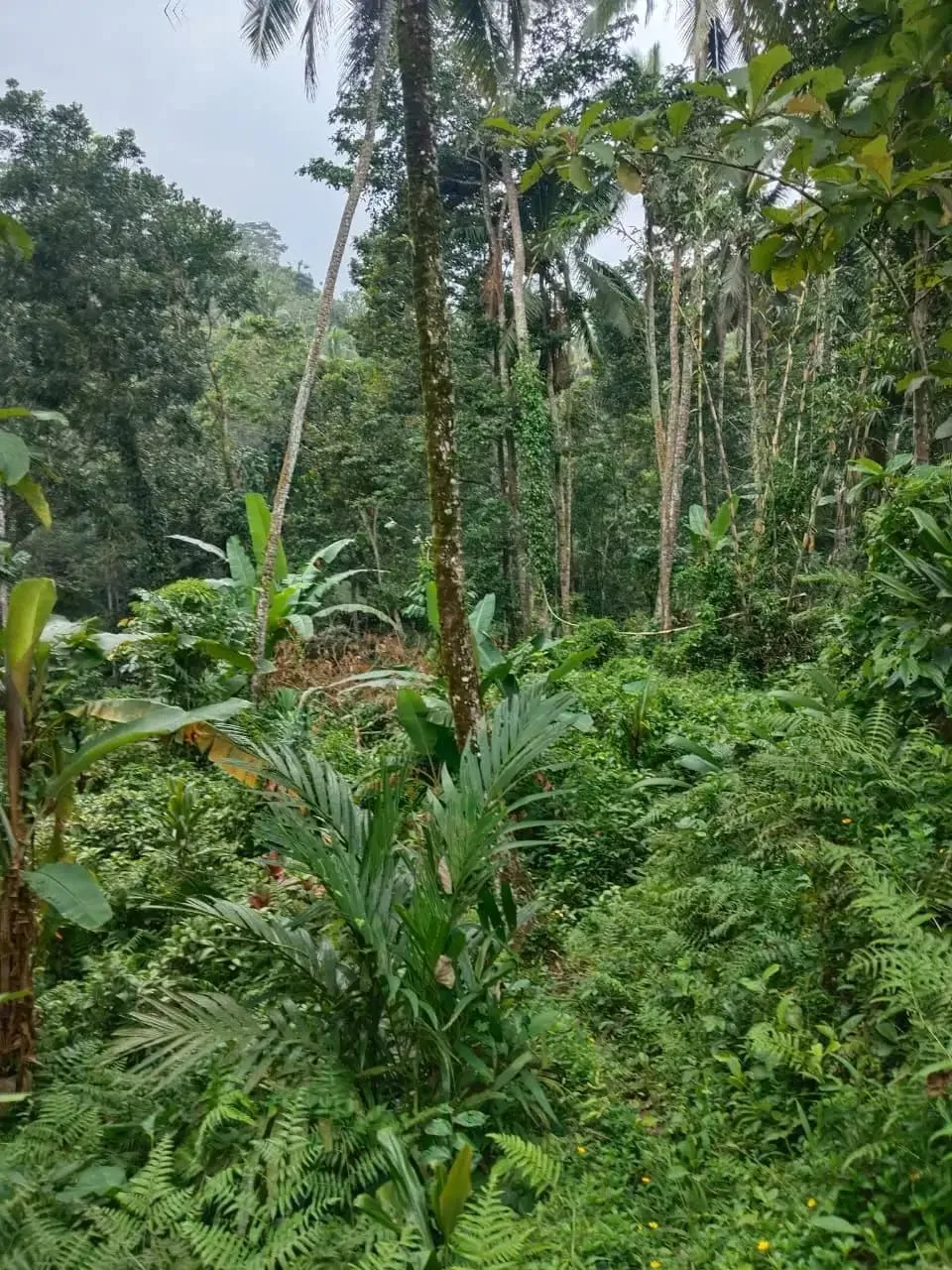 Tanah 5200m² View Jungle dan Sawah Eksotis di Kendran Ubud - Image 6 of 10