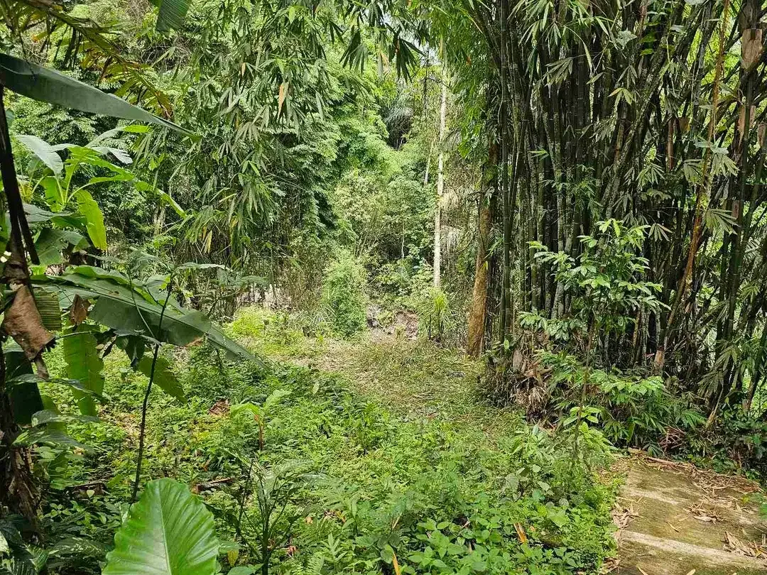 land in river side and jungle near canggu - Image 9 of 10