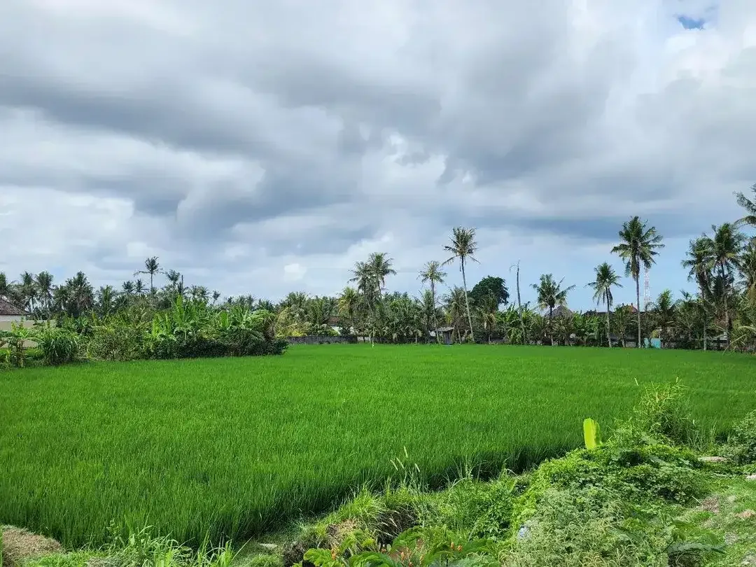 Tanah kavling dengan view sawah berlokasi strategis di Pering, Blahbatuh, Gianyar. - Image 3 of 8