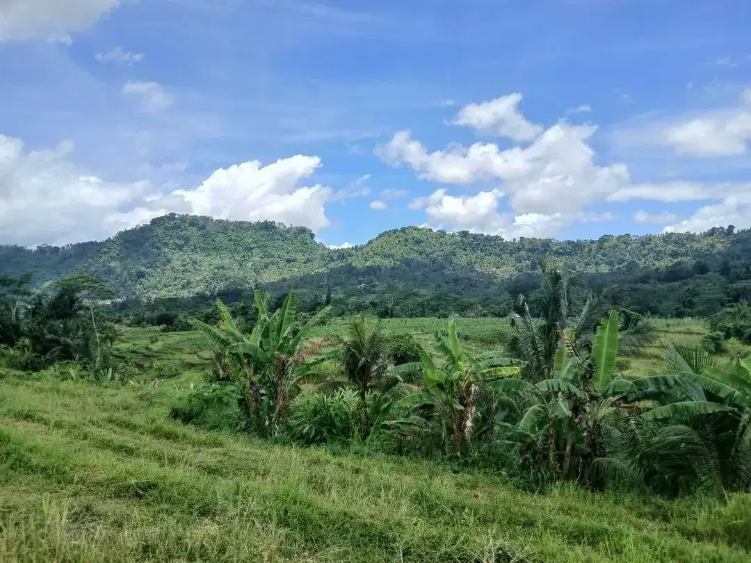 Huge land of 3 Ha offers natural views for lease in Karangasem - Image 3 of 7