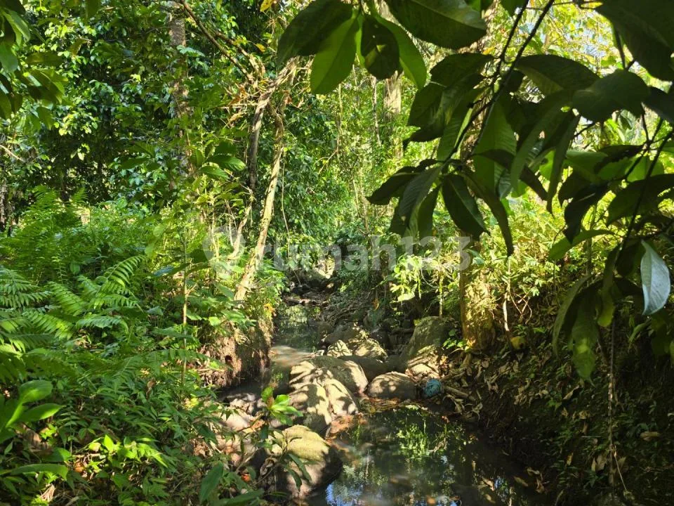 Dijual Murah Tanah Kebun.manggis Los Sungai View Sawah Dekat Villa di Tabanan Bali - Image 3 of 4