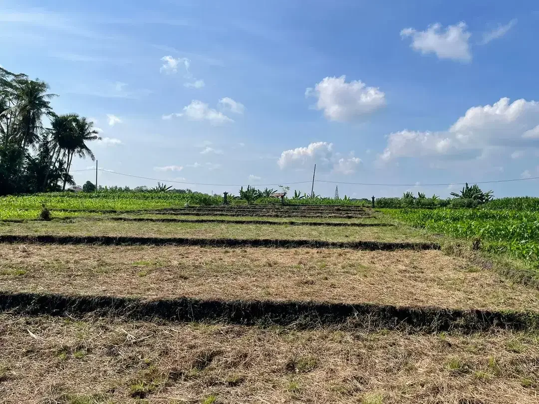Land Freehold 1230 Sqm in Tibu Biu Tabanan - Image 6 of 9