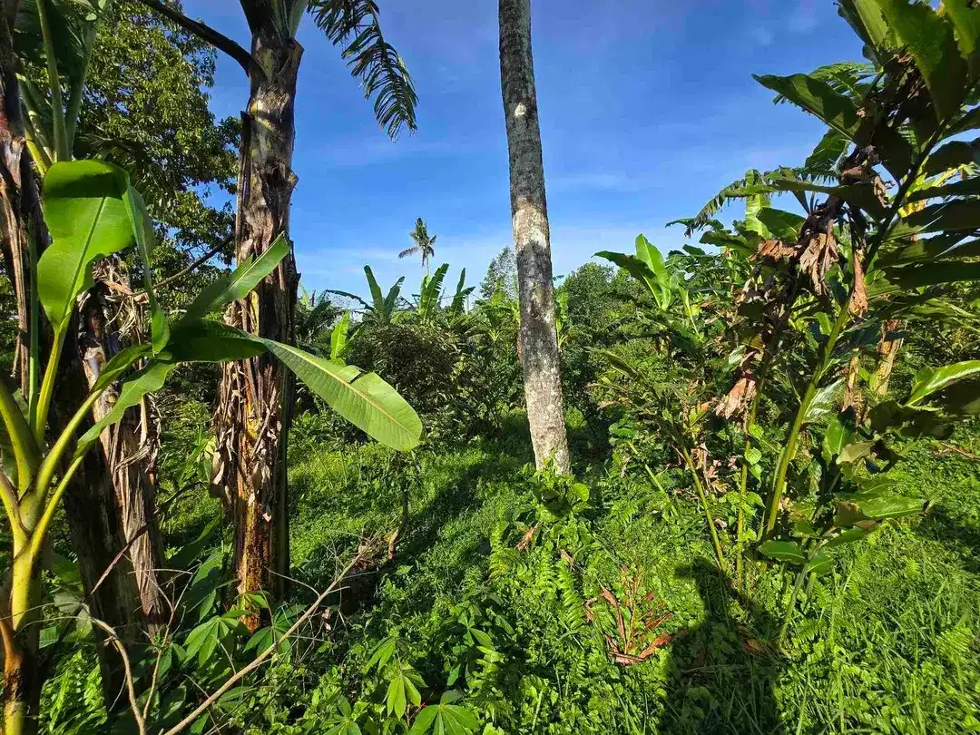 Dijual tanah murah view gunung cantik di tabanan bali - Image 5 of 10