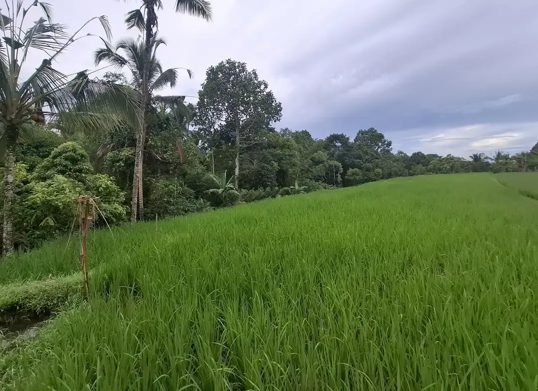Dijual tanah sawah murah di selemadeg tabanan - Image 3 of 9