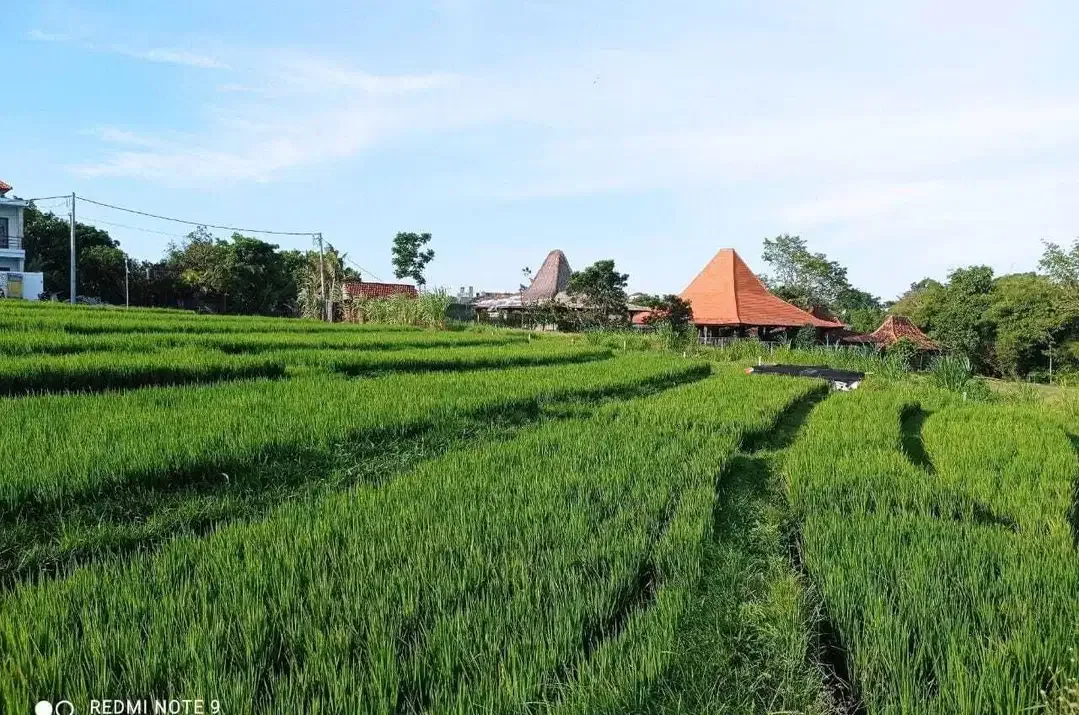Tanah View Sawah Terasering Dekat Pantai Berawa Canggu - Image 8 of 10