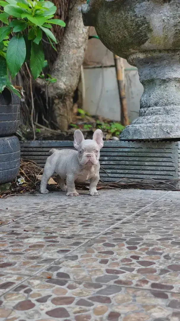 French bulldog puppies rare colour male - Image 2 of 3
