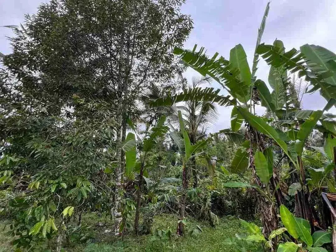 jual tanah kebun view sawah, gunung dan los sungai cantik di tabanan bali. - Image 8 of 10