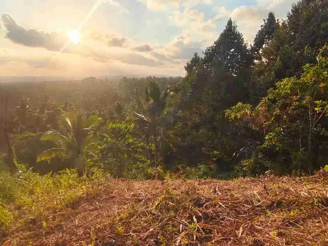 jual tanah kebun view sawah lembah dengan sunset yang cantik di tabanan bali - Image 3 of 10