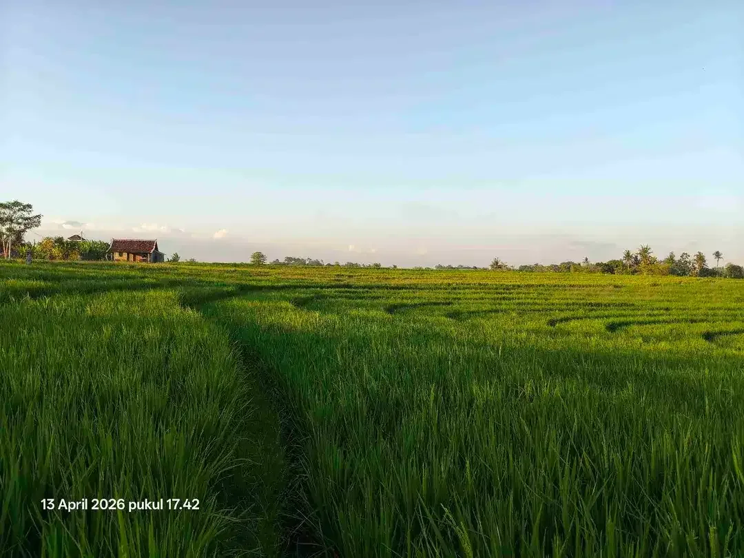 Tanah View Sawah Gunung dan Laut dekat Pasut dan Kelating Bali - Image 4 of 6