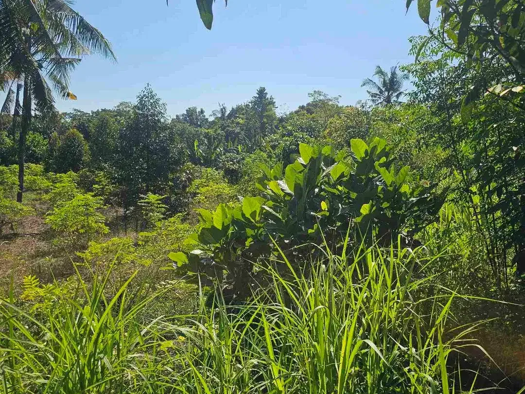 kebun durian datar cocok buat segala jenis tanaman dan murah dibawah pasaran - Image 4 of 8