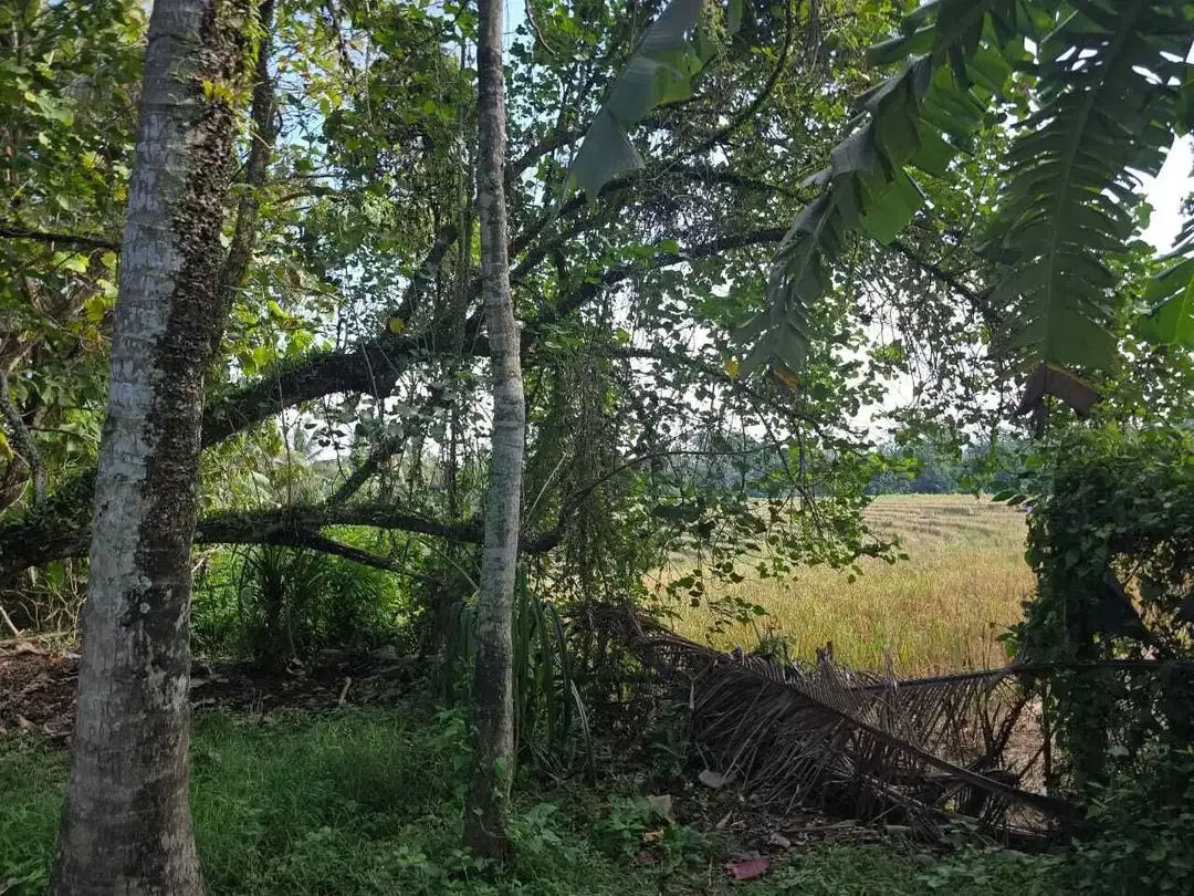 Dijual tanah los sungai di selamadeg tabanan - Image 4 of 8
