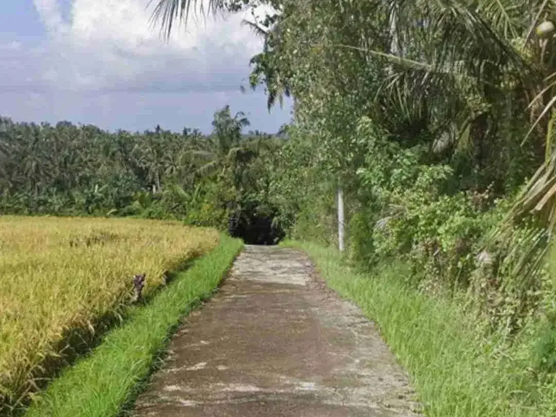 Tanah Kebun Cocok Tanam Durian di Tabanan Bali - Image 5 of 5
