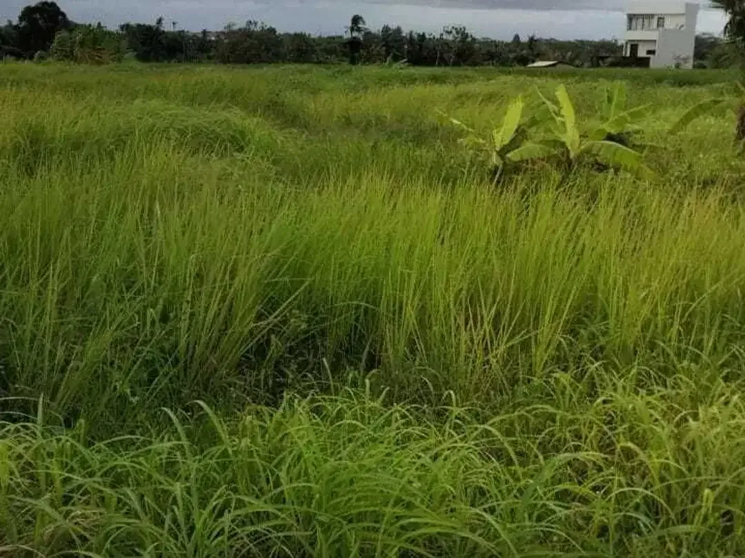 Land for sale in Cemagi, Bali - Image 1 of 2