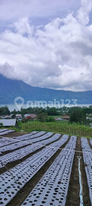 43 are Land Super View Gunung Danau Bukit di Kintamani Bali - Image 4 of 4