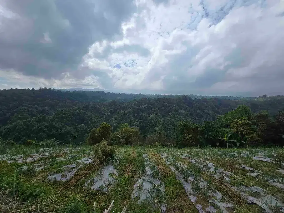 Dijual tanah view lembah sangat cantik di kintamani bali - Image 4 of 10