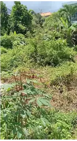 tanah di Lingkungan kampus Unud dan kampus poltek,Jimbaran,KUTA Selat - Image 5 of 10