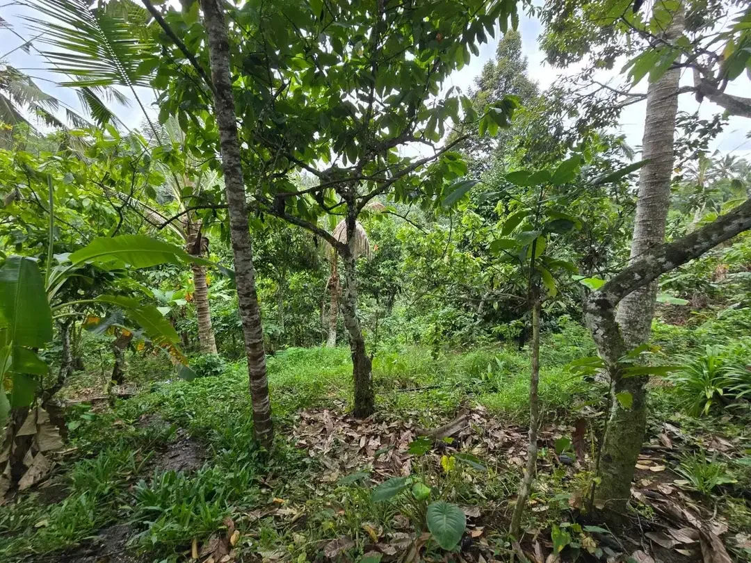 Dijual tanah di bali los sungai dengan view exotik jugle - Image 7 of 10