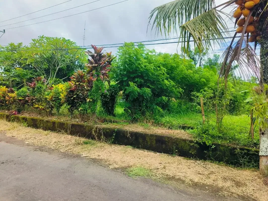 Tanah Murah Di Pinggir Jalan Banjar Sukawati Selemadeg Dekat Megati Raya Denpasar Gilimanuk - Image 8 of 10
