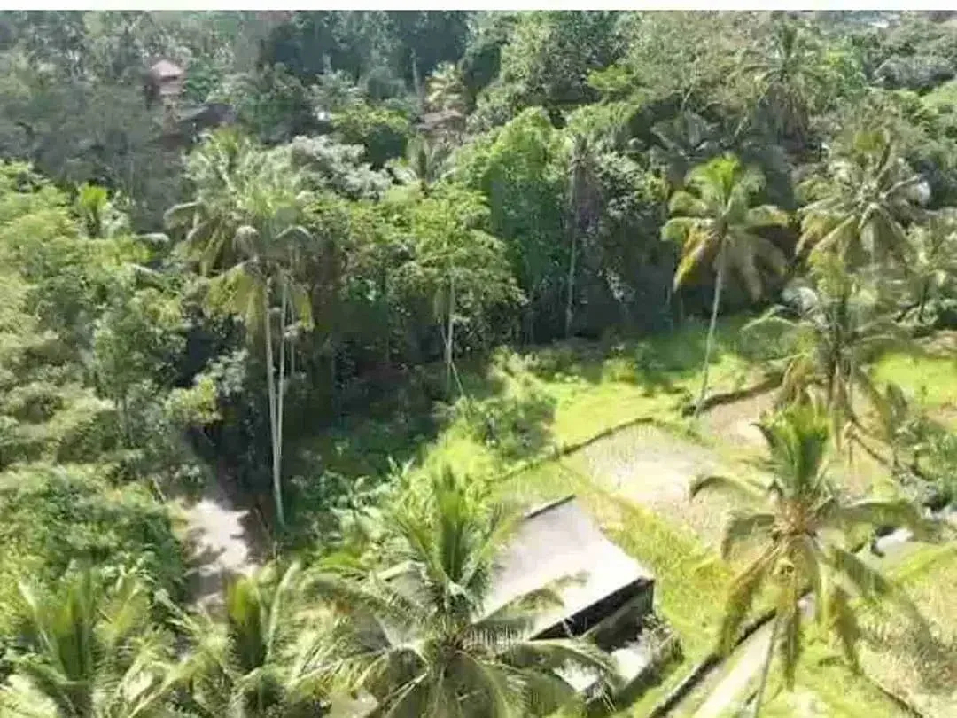 Tanah Murah Los Sungai Zona Kenderan Tegalalang Ubud Bali - Image 8 of 10