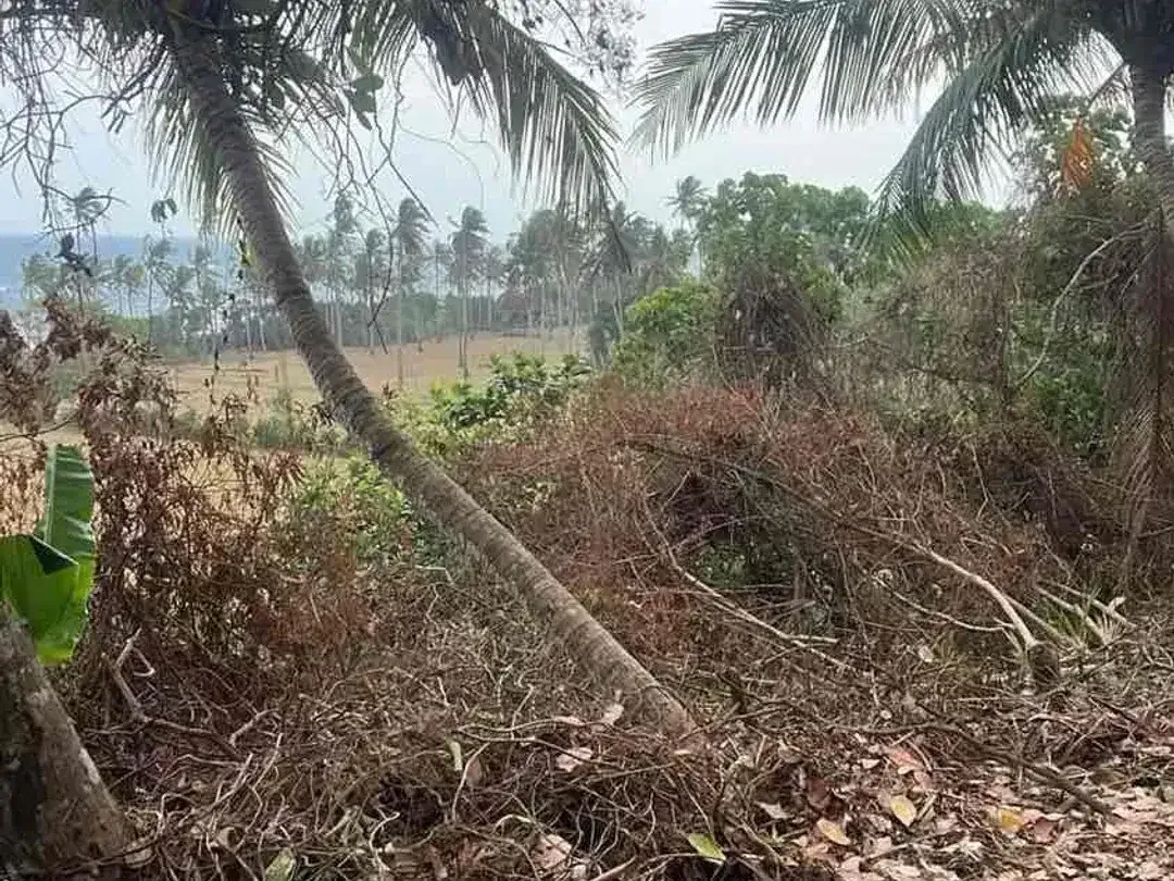 SALE 20,5 Are 100 Meter dari Balian Beach - Image 5 of 9