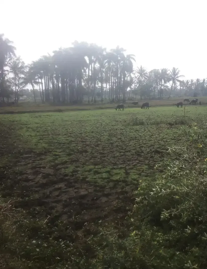 Dijual Tanah 41,666 m2 Jl Raya Panimbang Tanjung Lesung Banten - Image 1 of 6