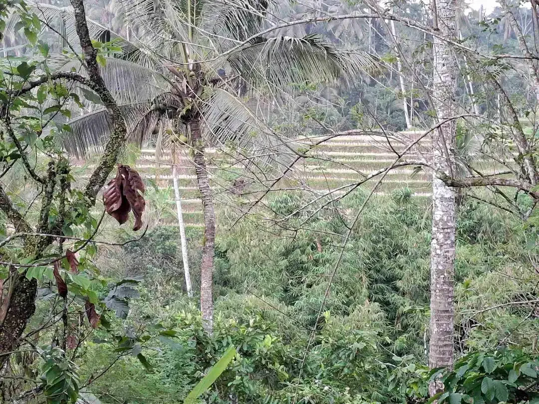 dijual tanah kebun dengan view sawah dan los sungai kecil yang sangat indah dan strategis di ketinggian 600mdpl - Image 4 of 10