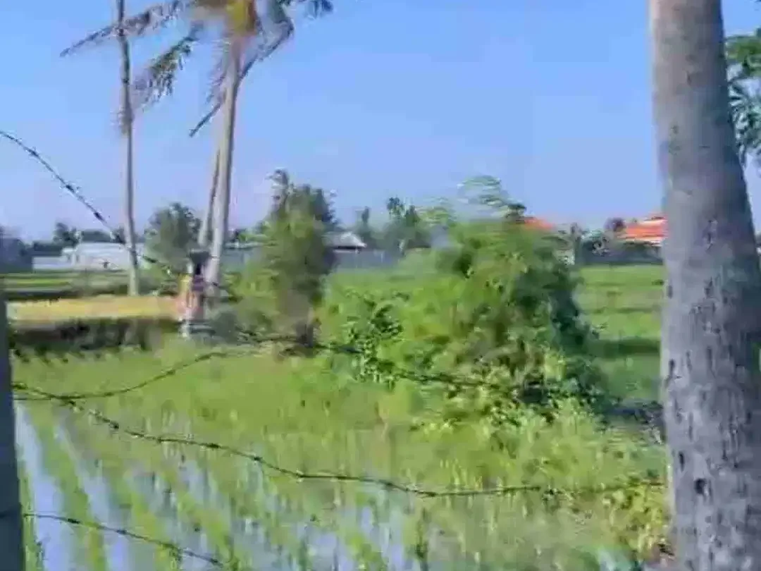 Tanah View Sawah Eksklusif Dekat Pantai Kedungu - Image 6 of 7