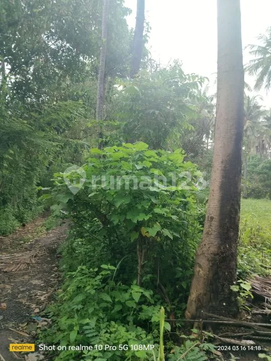 3,65 Hektar Pinggir Jalan Raya Singaraja Tejakula Buleleng Bali - Image 3 of 4