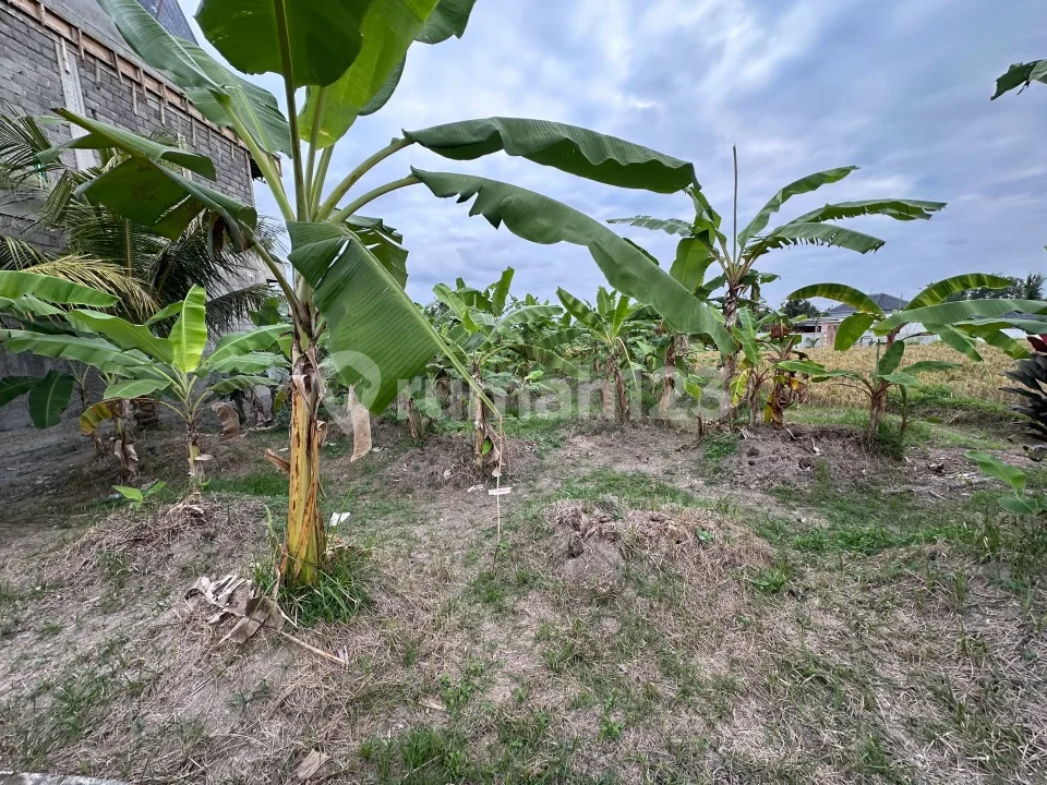 Tanah Dikelilingi Sawah Dekat Kampus Mediterranean Bali & Monkey Forest - Image 3 of 4