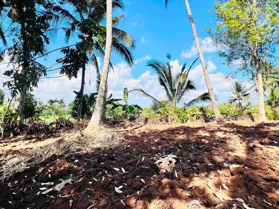 jual tanah kebun view sawah dan lembah indah di selemadeg timur tabanan bali. - Image 7 of 10