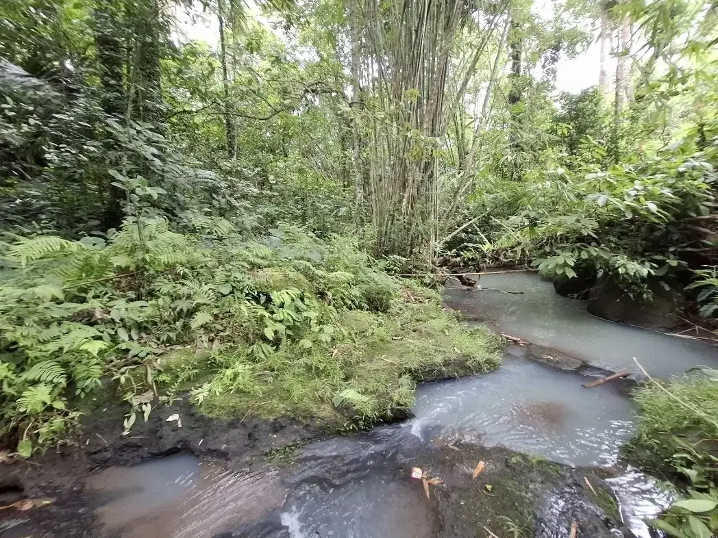 Dijual tanah kebun murah berisi pohon durian di tabanan - Image 2 of 10