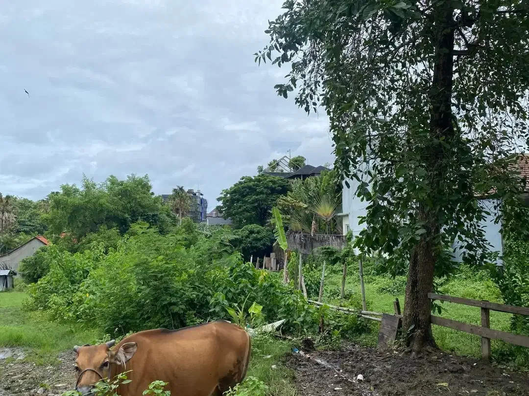 Dijual Tanah Area Brawa Canggu - Image 3 of 6
