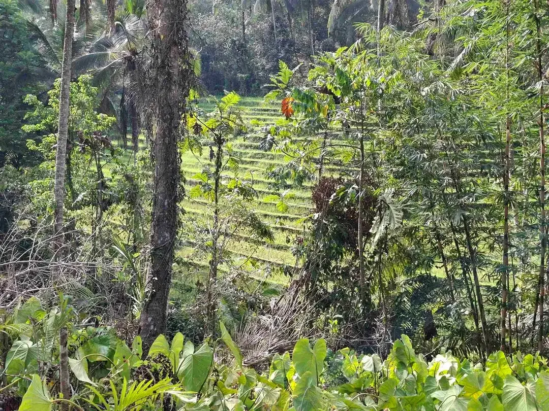Tanah kebun murah dan strategis los sungai jernih berbatu mendapatkan view sawah di bibir sungai - Image 8 of 10