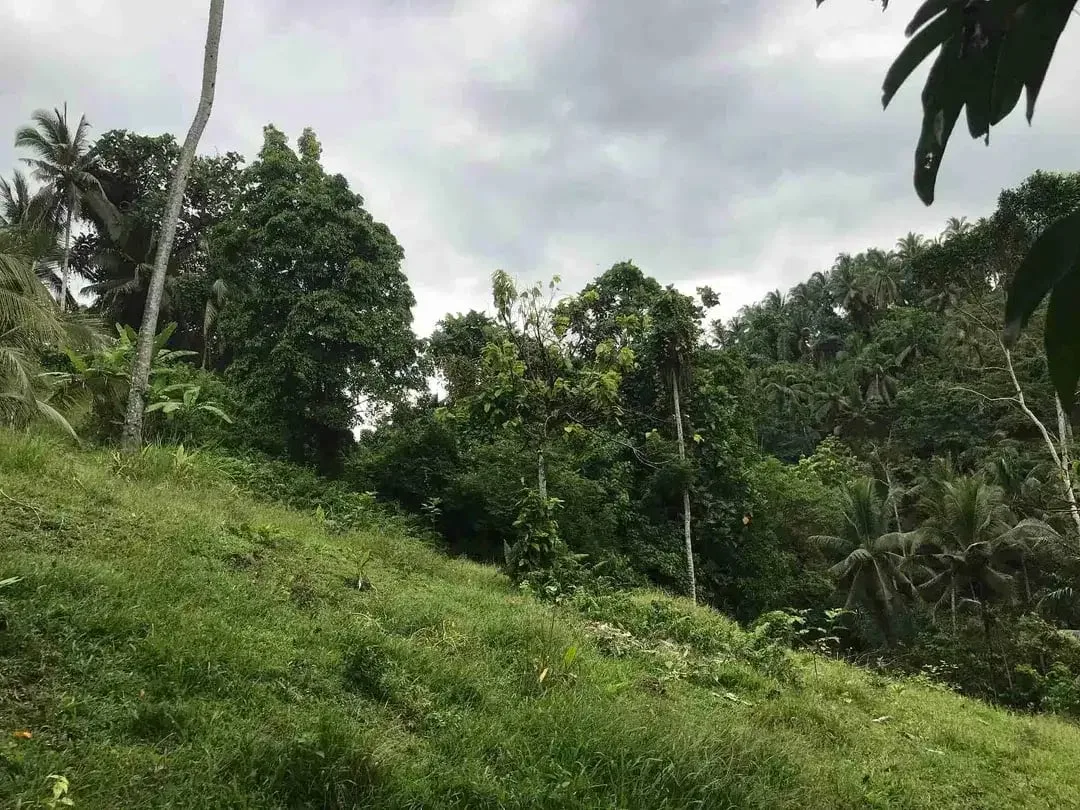 jual tanah kebun murah harga 100 ribu / meter di selemadeg tabanan bali. - Image 7 of 10